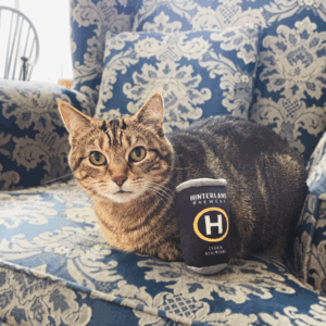 A gray cat sitting on a chair with a beer can catnip toy that is Hinterland Brewery branded.