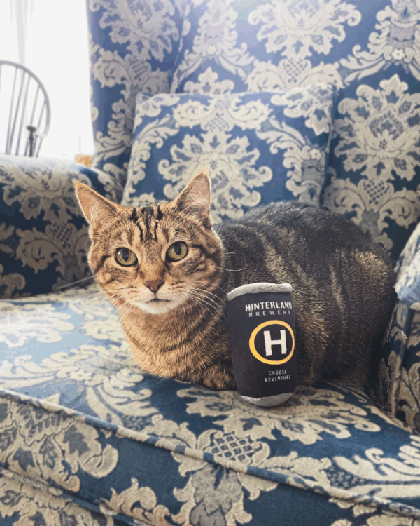 A gray cat sitting on a chair with a beer can catnip toy that is Hinterland Brewery branded.
